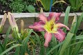 IMG_4405 (Large)